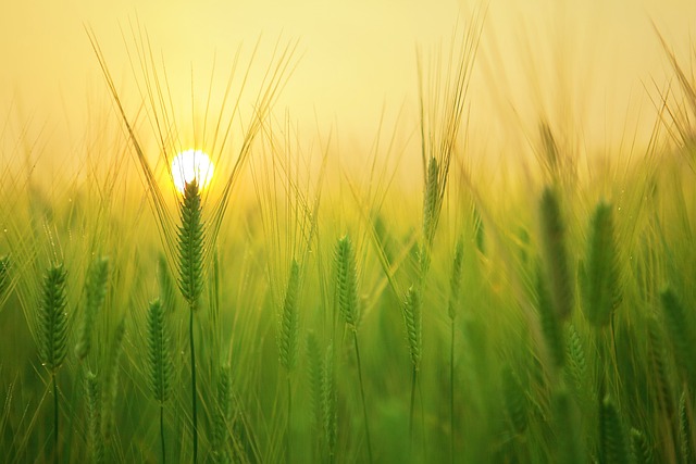 Politiche Agricole Europee: Promuovere la Sostenibilità e la Sicurezza Alimentare