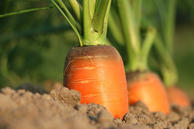 Soluzioni innovative per un’agricoltura sostenibile