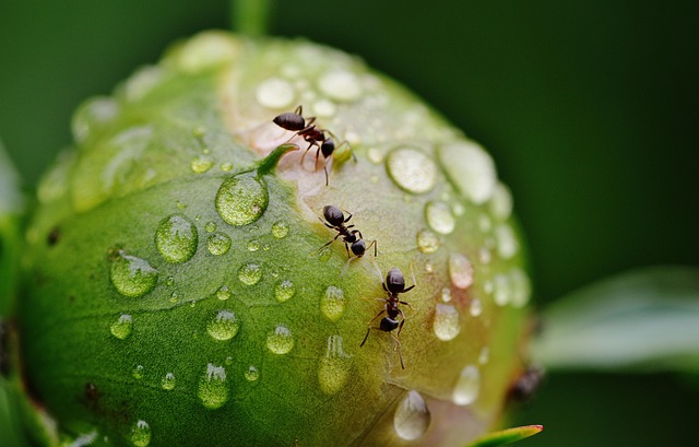 Strategie ecologiche per il controllo degli insetti dannosi: soluzioni sostenibili per la protezione delle colture